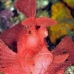 rhinopias_paddleflap_kbraerpr3_v_0245_sul7095.jpg